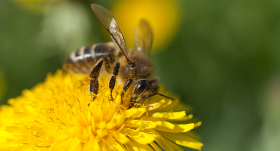 jakie zioła lubią pszczoły